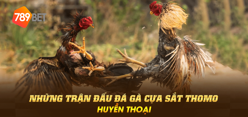 Những trận đấu đá gà cựa sắt thomo huyền thoại