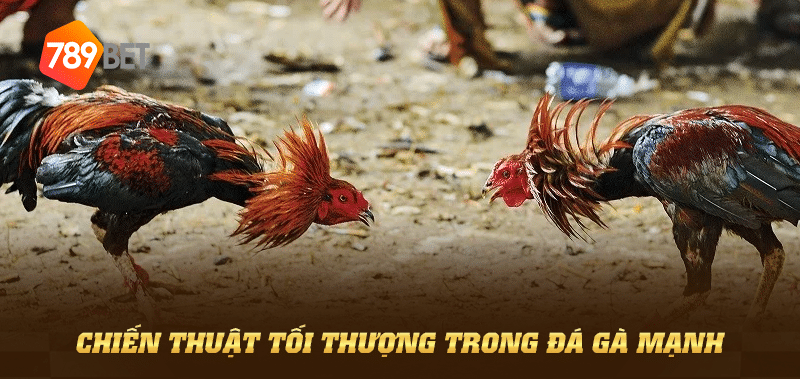 Chiến thuật tối thượng trong đá gà mạnh