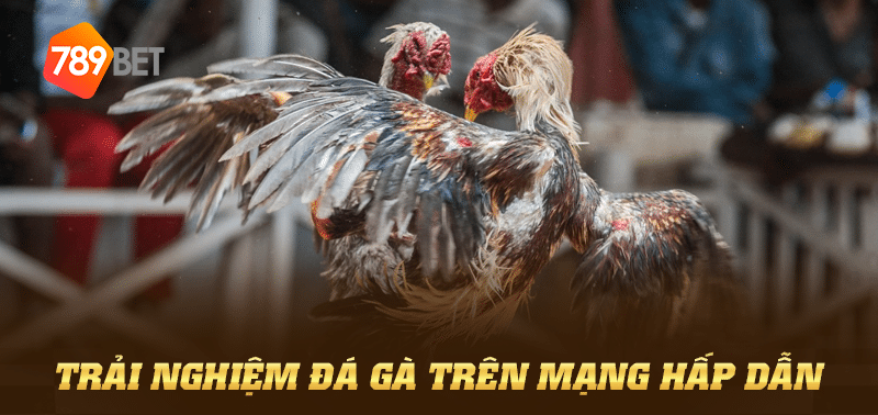 Trải nghiệm đá gà trên mạng hấp dẫn